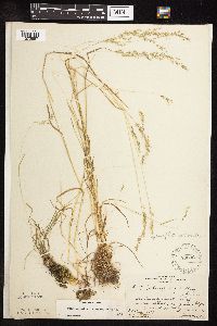 Sphenopholis intermedia image