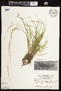 Sphenopholis intermedia image