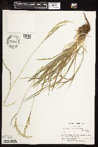 Sphenopholis intermedia image