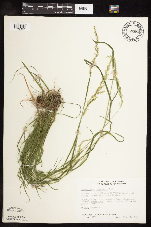 Sphenopholis intermedia image