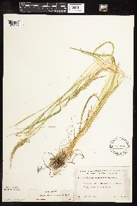 Sphenopholis intermedia image