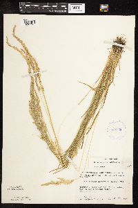 Sphenopholis intermedia image