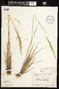 Sphenopholis intermedia image