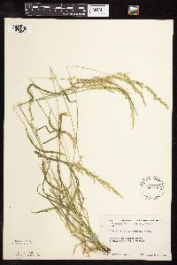 Sphenopholis intermedia image