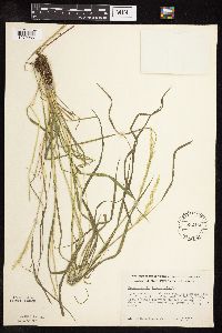 Sphenopholis intermedia image