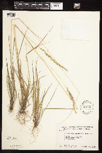 Sphenopholis intermedia image