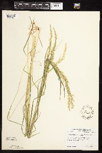 Sphenopholis intermedia image