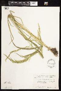 Sphenopholis intermedia image