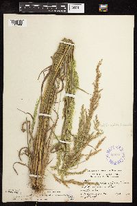 Sphenopholis intermedia image