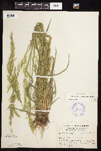 Sphenopholis intermedia image