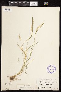 Sphenopholis intermedia image