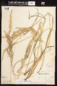 Sphenopholis intermedia image