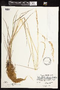 Sphenopholis intermedia image