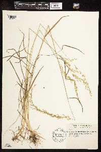 Sphenopholis intermedia image