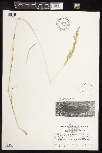 Sphenopholis intermedia image