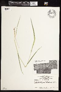 Sphenopholis intermedia image
