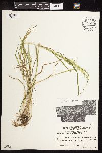 Sphenopholis intermedia image