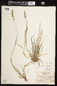 Sphenopholis obtusata image