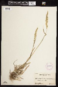 Sphenopholis obtusata image