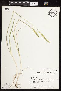 Sphenopholis obtusata image