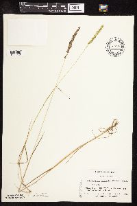 Sphenopholis obtusata image