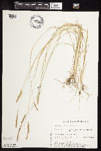 Sphenopholis obtusata image