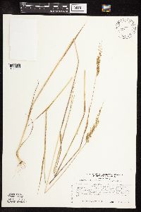 Sphenopholis obtusata image