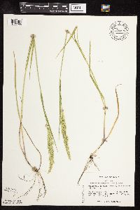 Sphenopholis obtusata image