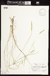 Sphenopholis obtusata image