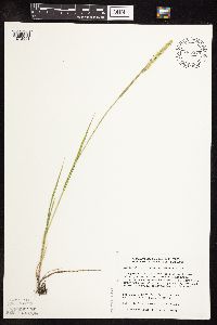 Sphenopholis obtusata image