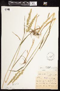 Sphenopholis obtusata image