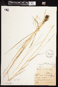 Sphenopholis obtusata image