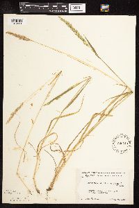 Sphenopholis obtusata image