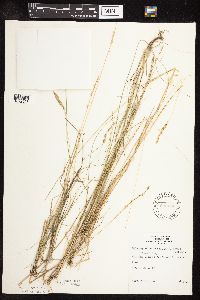 Sphenopholis obtusata image