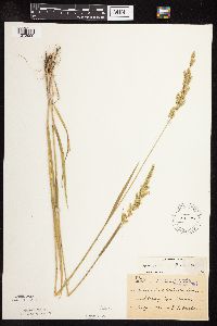 Sphenopholis obtusata image