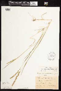 Sphenopholis obtusata image