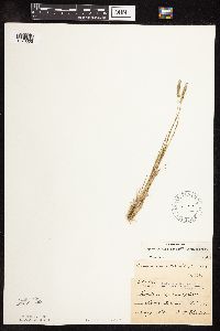 Sphenopholis obtusata image