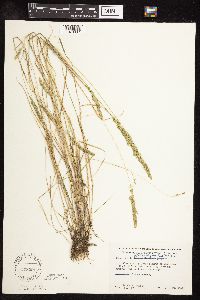 Sphenopholis obtusata image