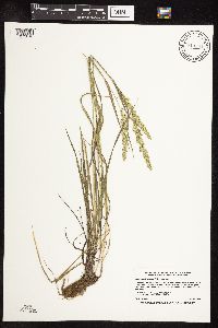 Sphenopholis obtusata image