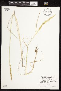 Sphenopholis intermedia image