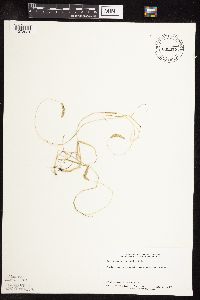 Sphenopholis obtusata image