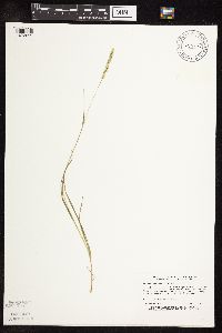 Sphenopholis obtusata image