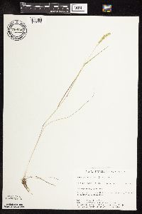 Sphenopholis obtusata image