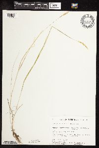 Sphenopholis obtusata image