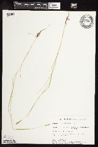 Sphenopholis obtusata image