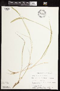 Sphenopholis obtusata image