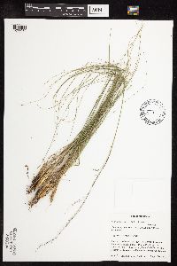 Sporobolus heterolepis image