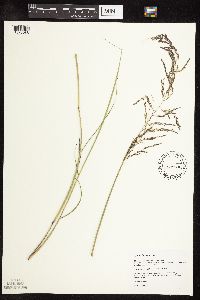 Sporobolus cryptandrus image