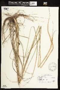 Sporobolus cryptandrus image