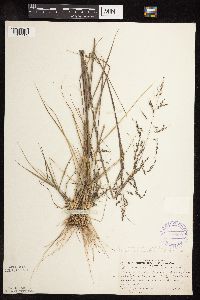 Sporobolus cryptandrus image